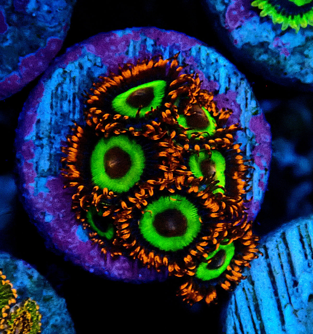 Emerald on Fire Zoanthid WYSIWYG