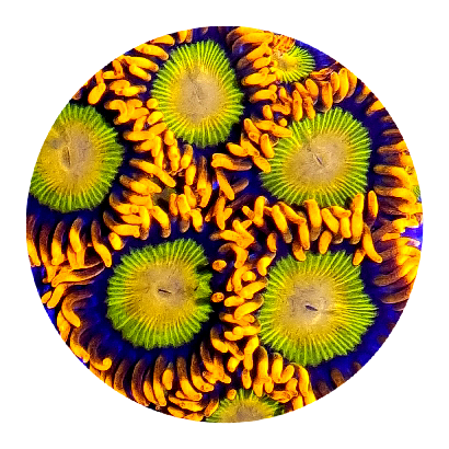 Mandarin Orange Zoanthid (5 Polyps)