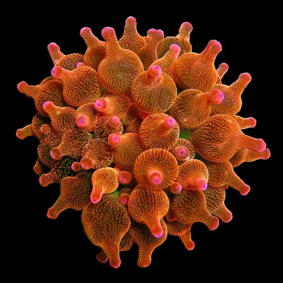 Forest Fire Bubble Tip Anemone