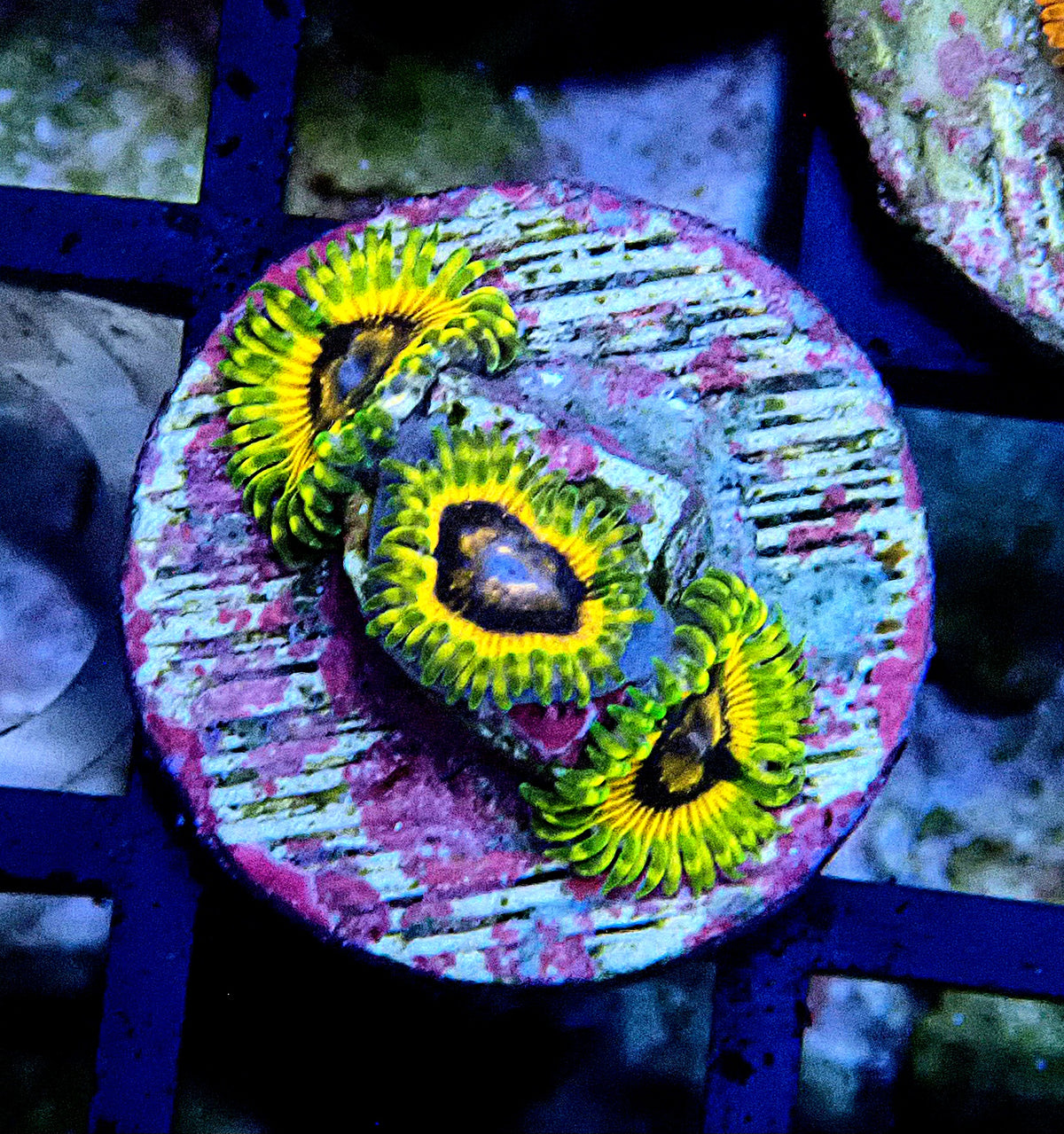 Adonis Zoanthid WYSIWYG