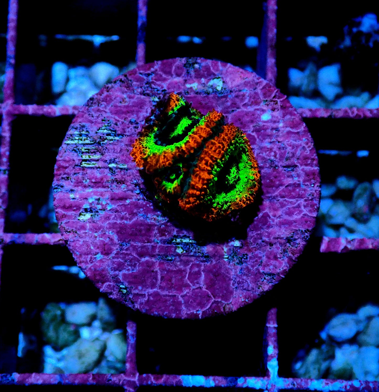 Holy Grail Micromussa WYSIWYG