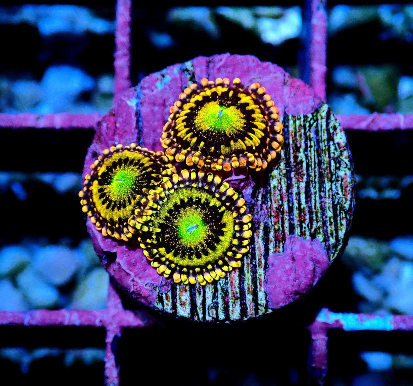 Alien Anti-Venom Zoanthid WYSIWYG