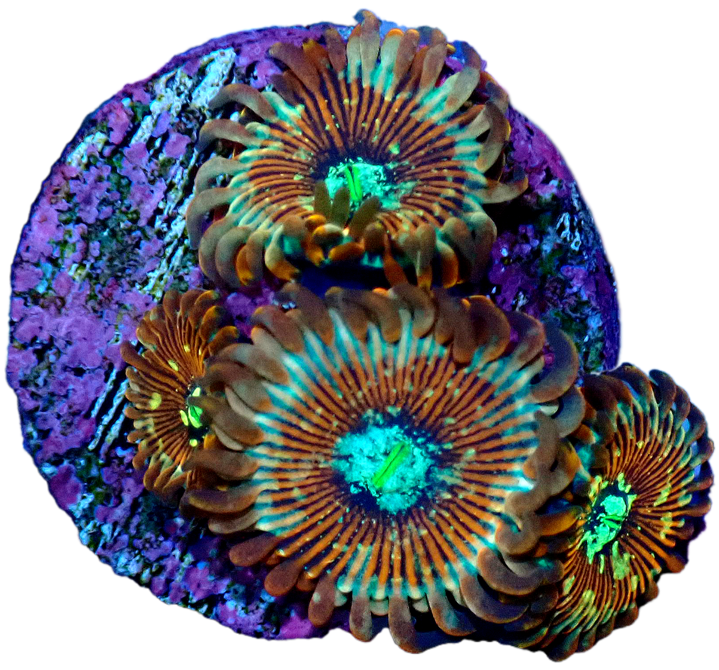 White Zombie Zoanthid - 1 Polyp