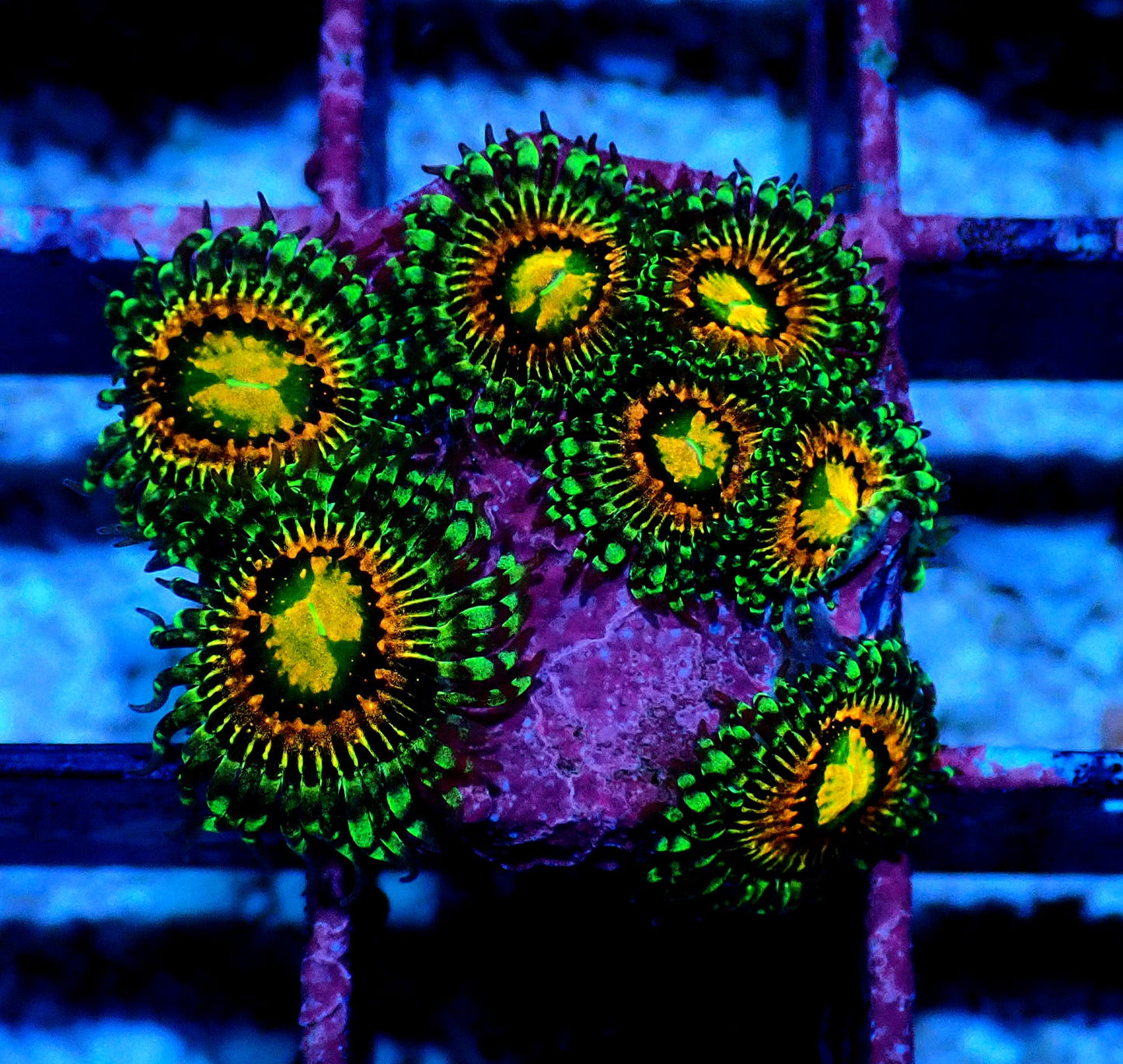 Rainbow Incinerator Zoanthid WYSIWYG