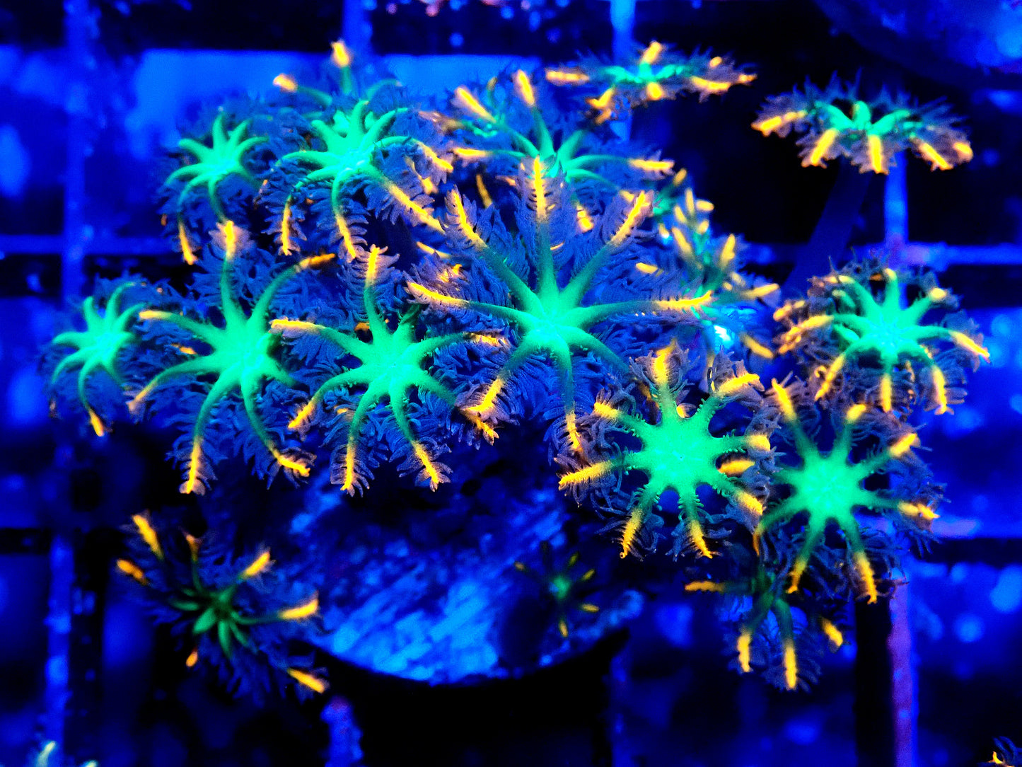 Firework Clove Polyps - WYSIWYG