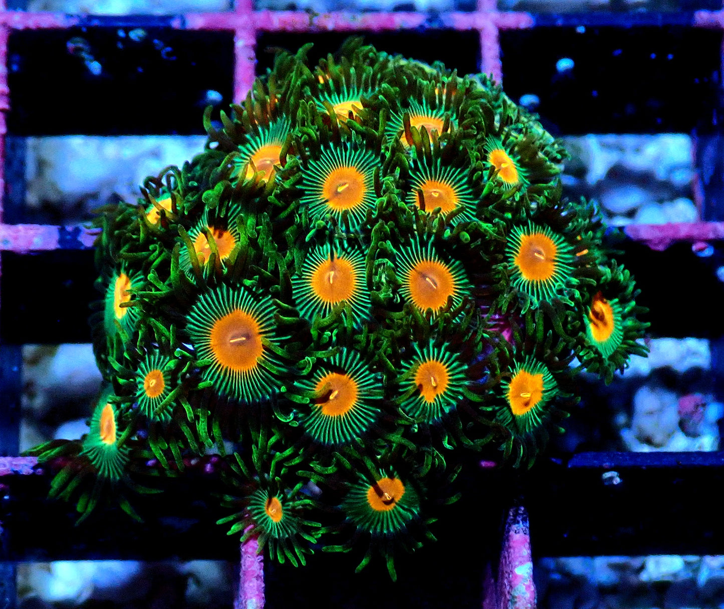 Radioactive Campfire Zoanthid WYSIWYG