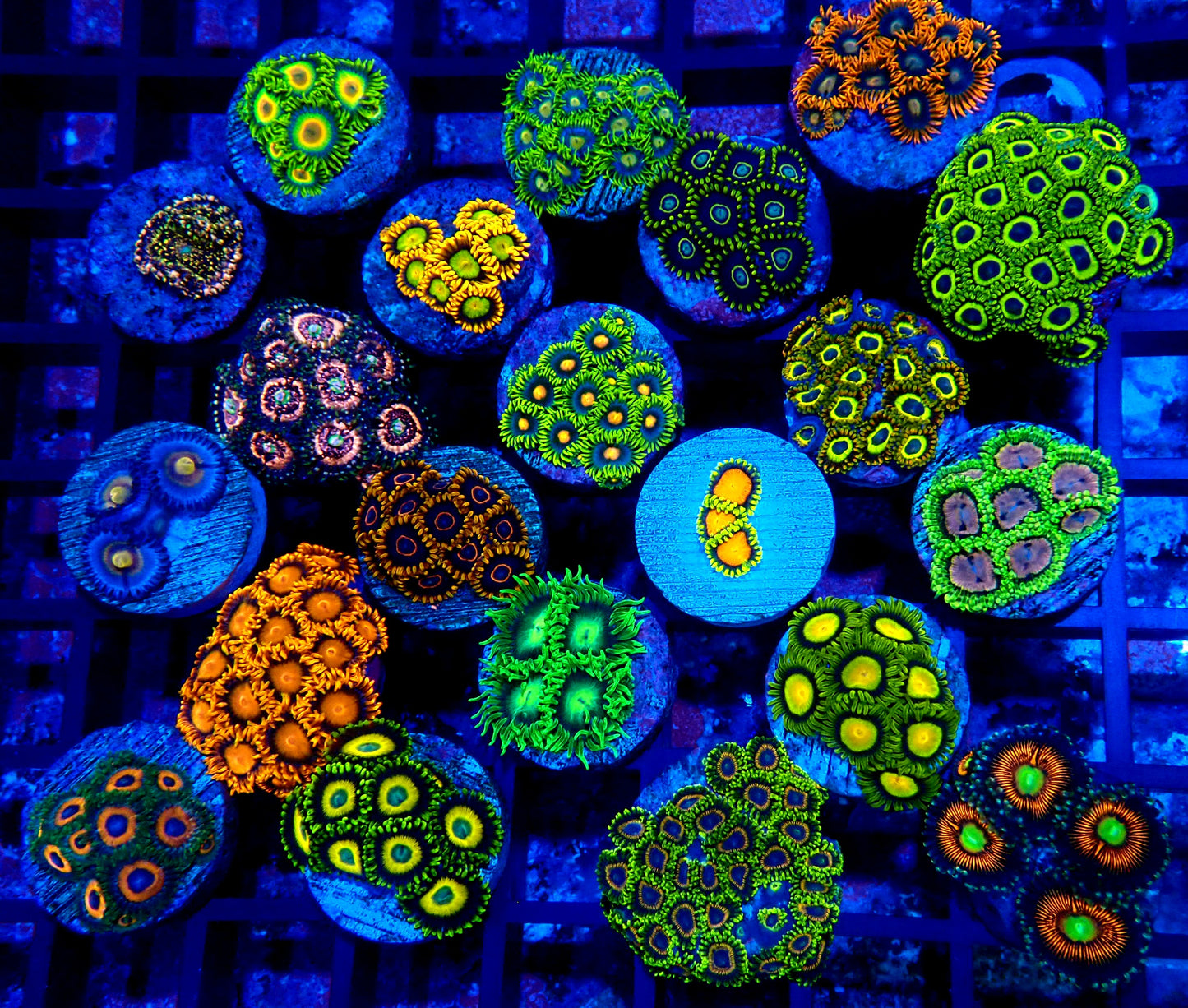 Mega zoa pack