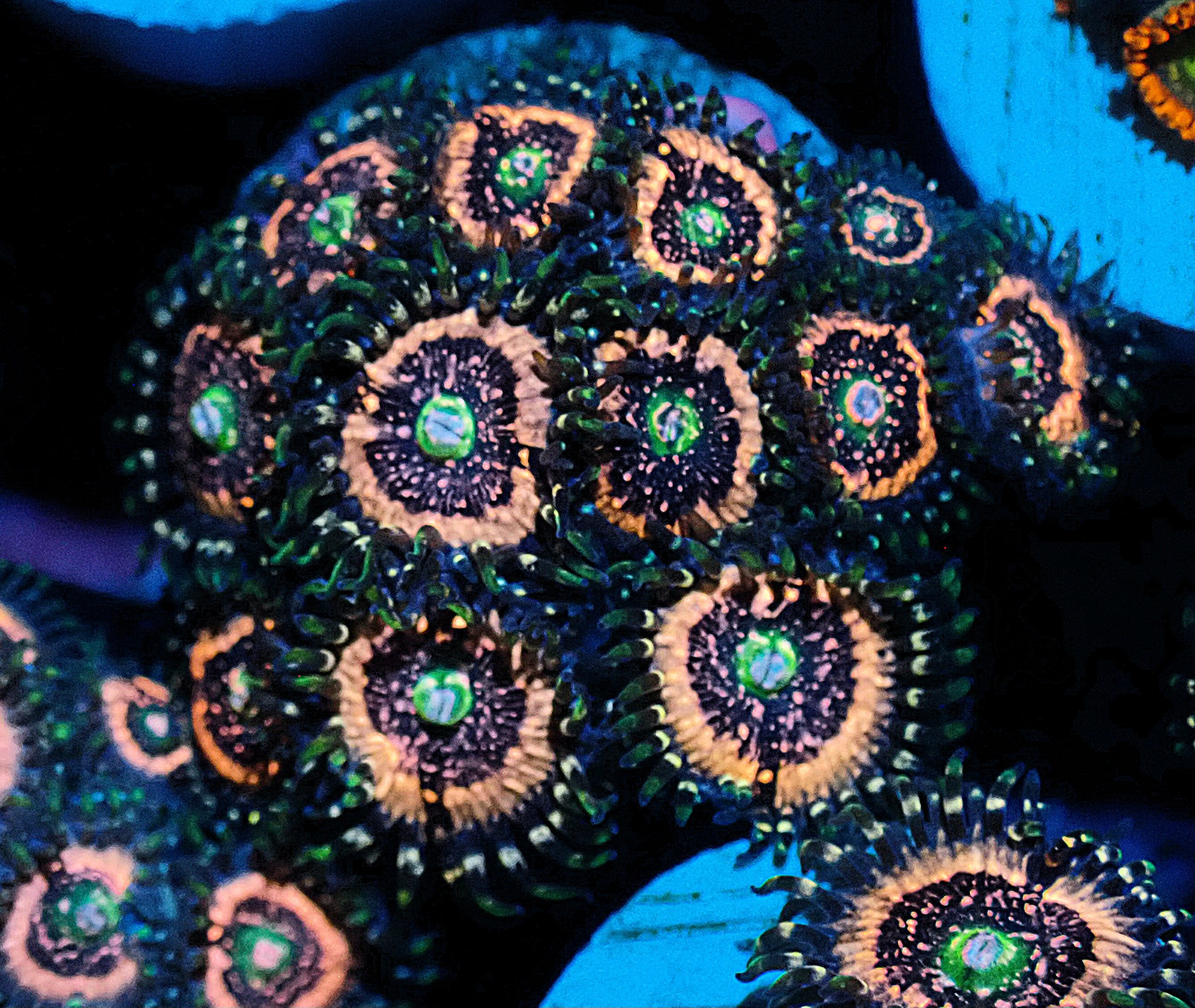 Pink Zipper Zoanthid WYSIWYG Oasis Coral