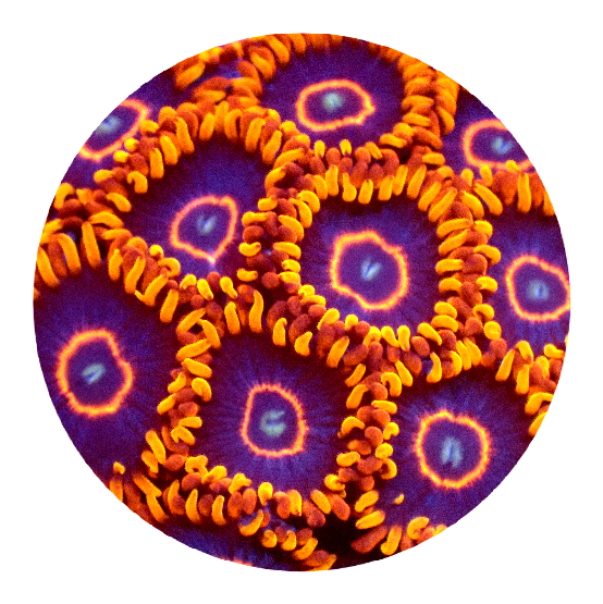 Red Hornet Zoanthid (5+ Polyps)