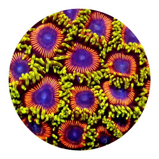 Wonder Woman Zoanthid (5 Polyps)