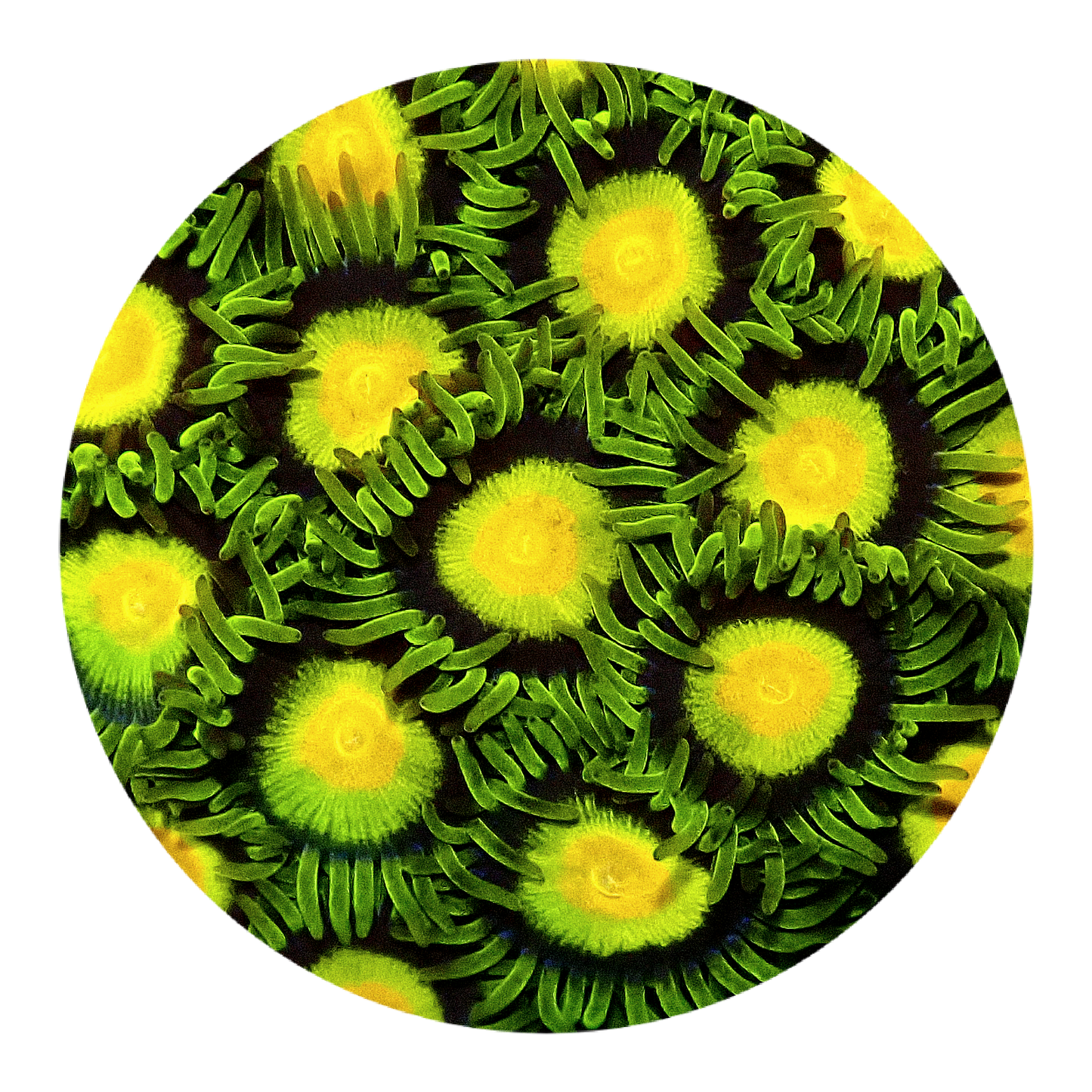 Tutti Fruiti 5 polyps