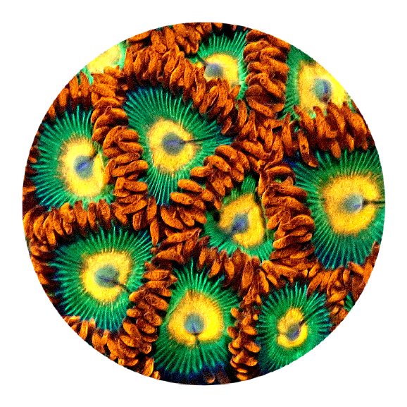 Gatorade Zoanthid (5 Polyps)