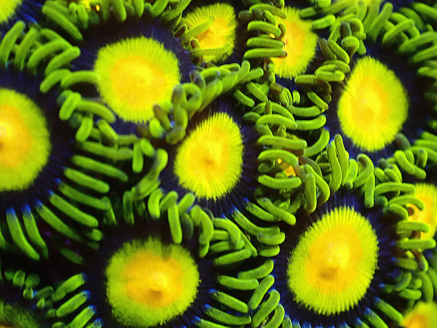 Tutti Fruiti 5 polyps