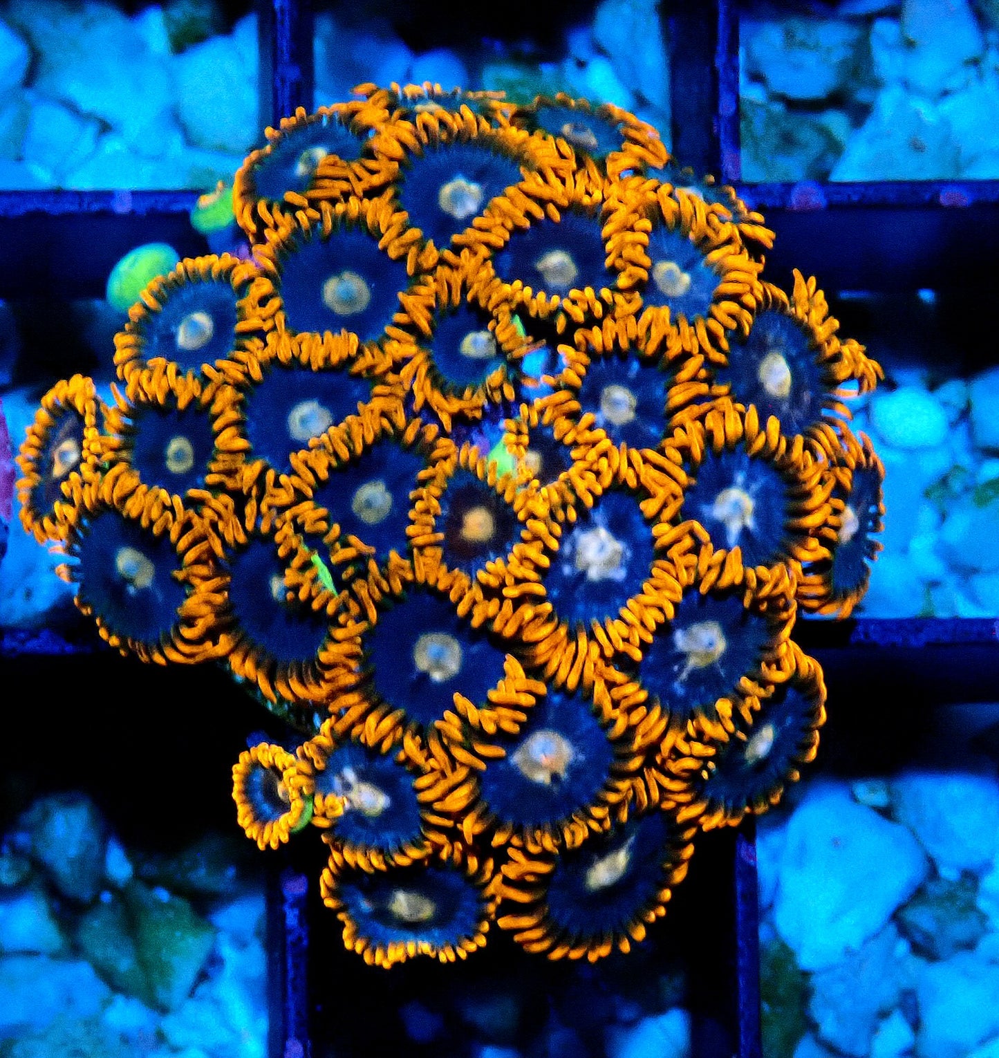 Fire and Ice Zoanthid WYSIWYG