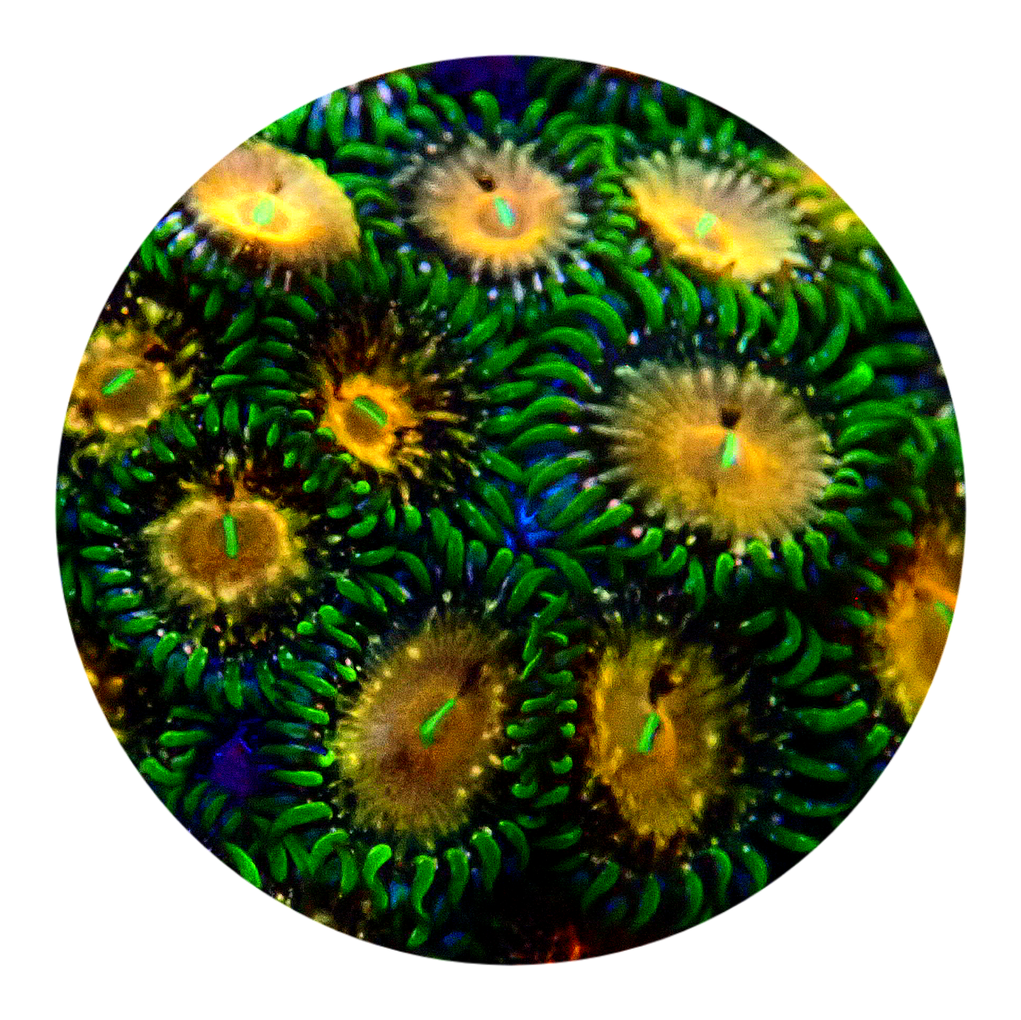 Texas Grim Reaper Zoanthid (5 Polyps)