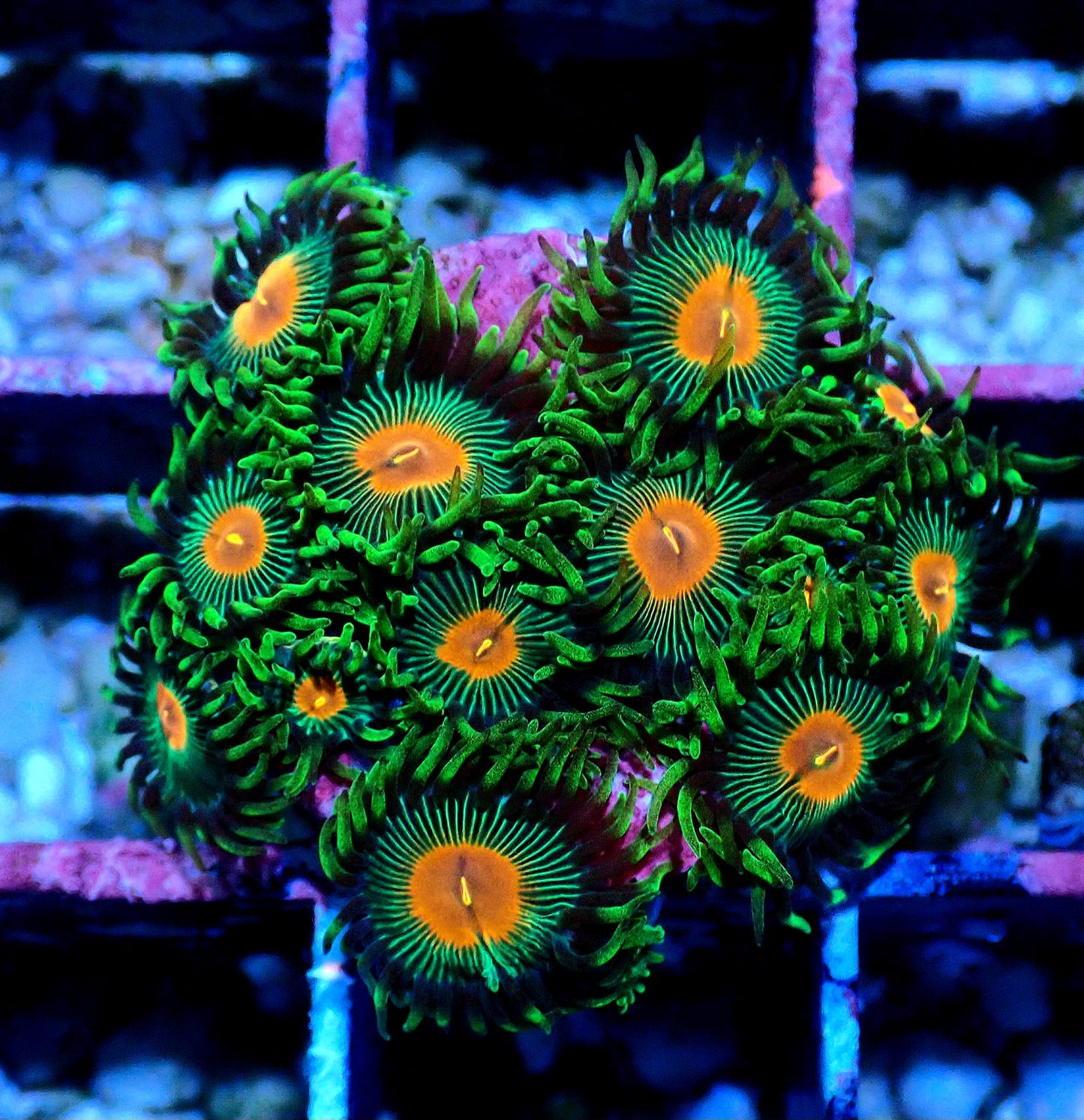 Radioactive Campfire Zoanthid WYSIWYG