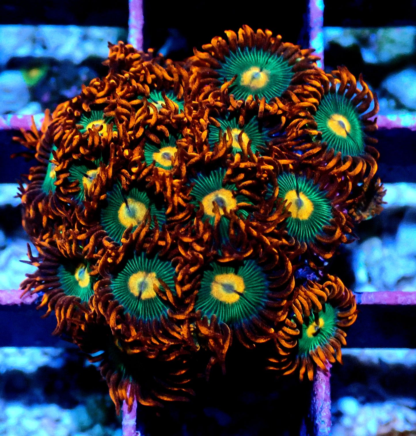 Gatorade Zoanthid WYSIWYG