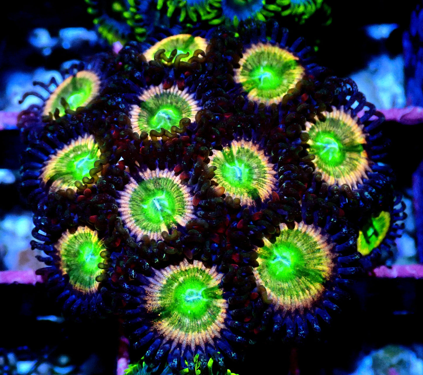 Rainbow Raptor Zoanthid WYSIWYG