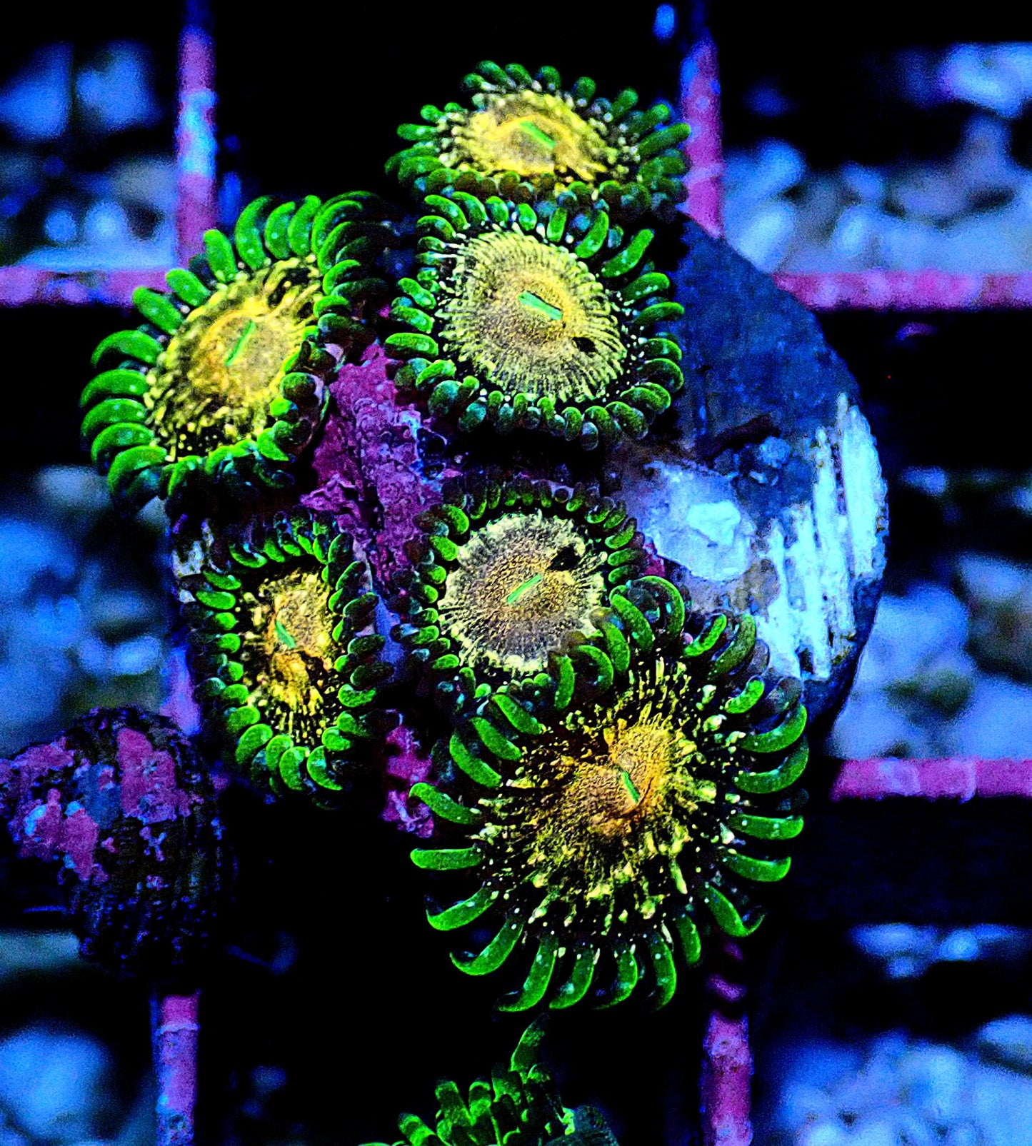 Texas Grim Reaper Zoanthid WYSIWYG