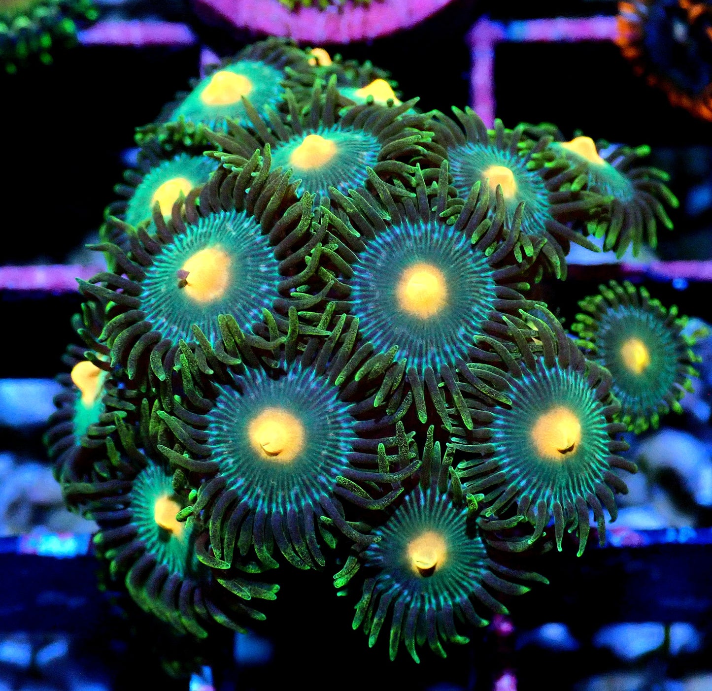 Green Bay Packer Zoanthid WYSIWYG