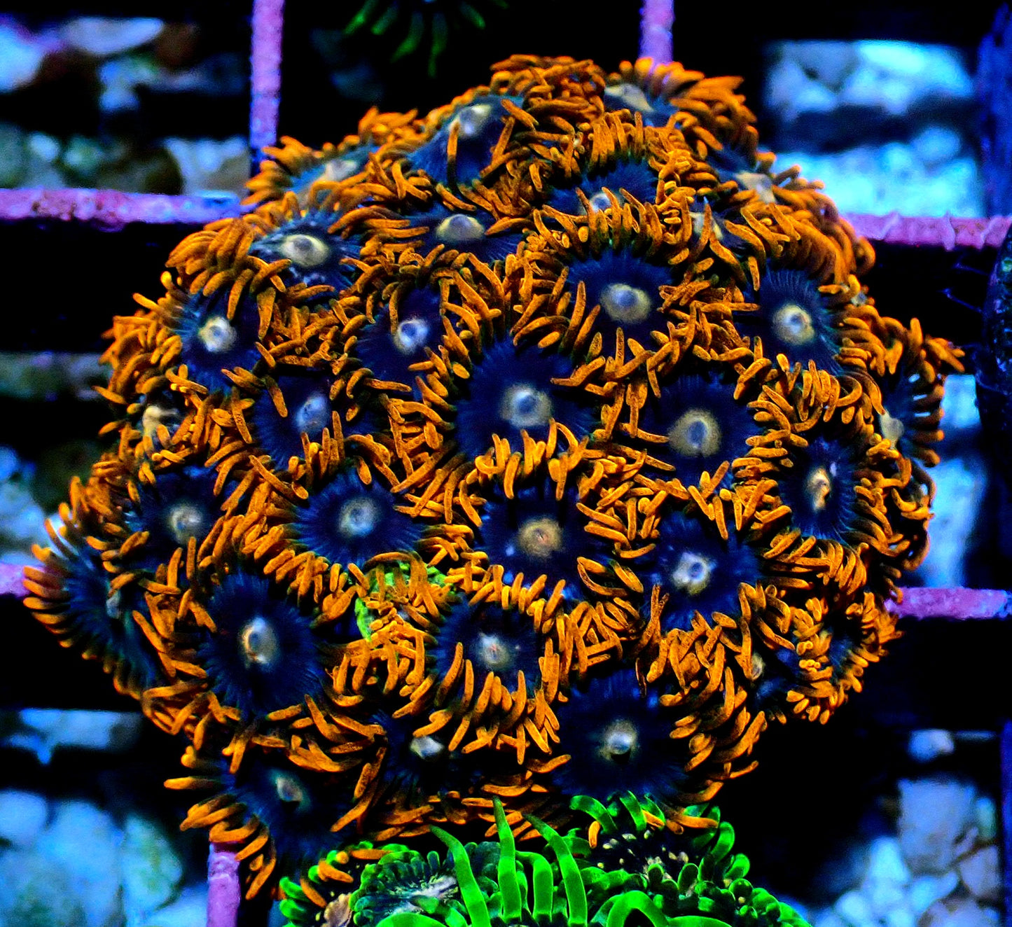Fire and Ice Zoanthid WYSIWYG