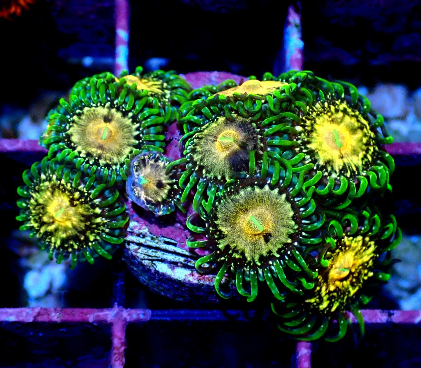 Texas Grim Reaper Zoanthid WYSIWYG