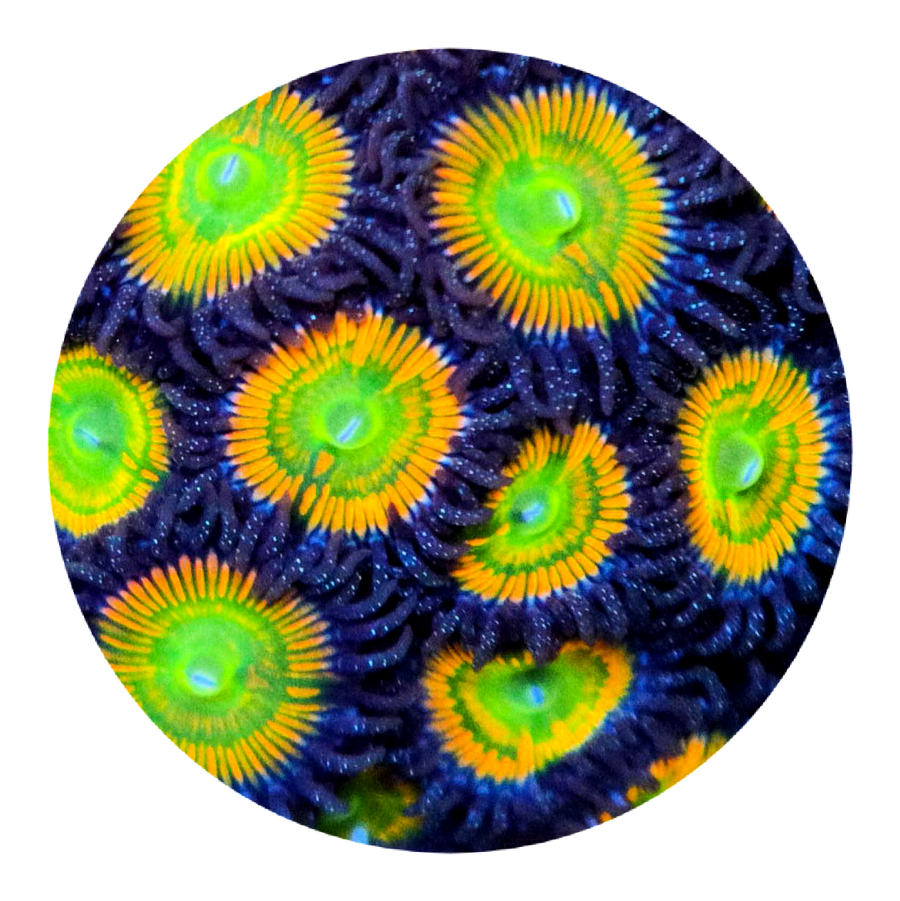 Sunny D Zoanthid - 5 polyps