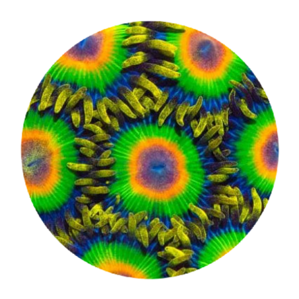 Rasta Zoanthid - 5 Polyps