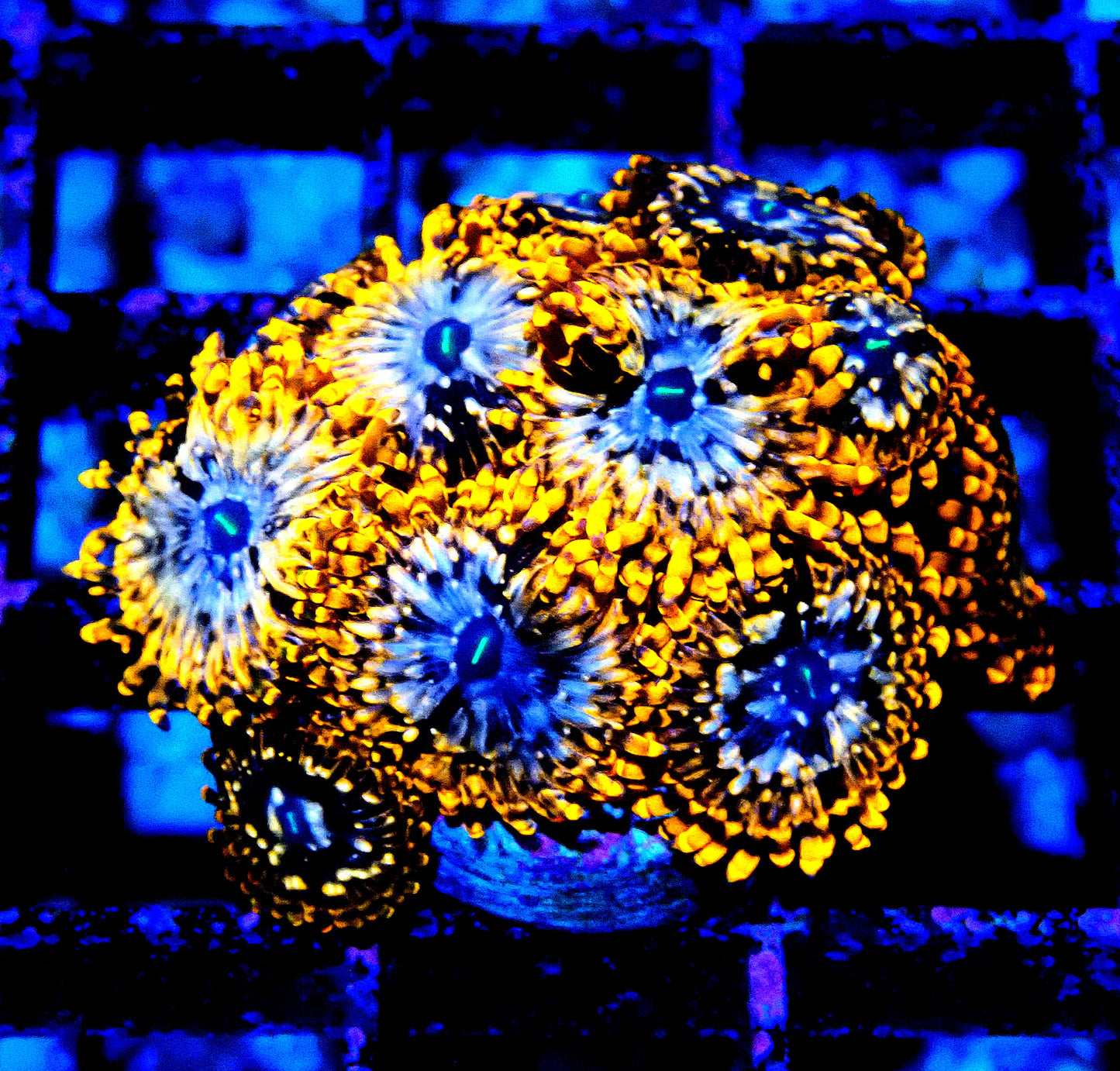 Utter Chaos Zoanthid WYSIWYG