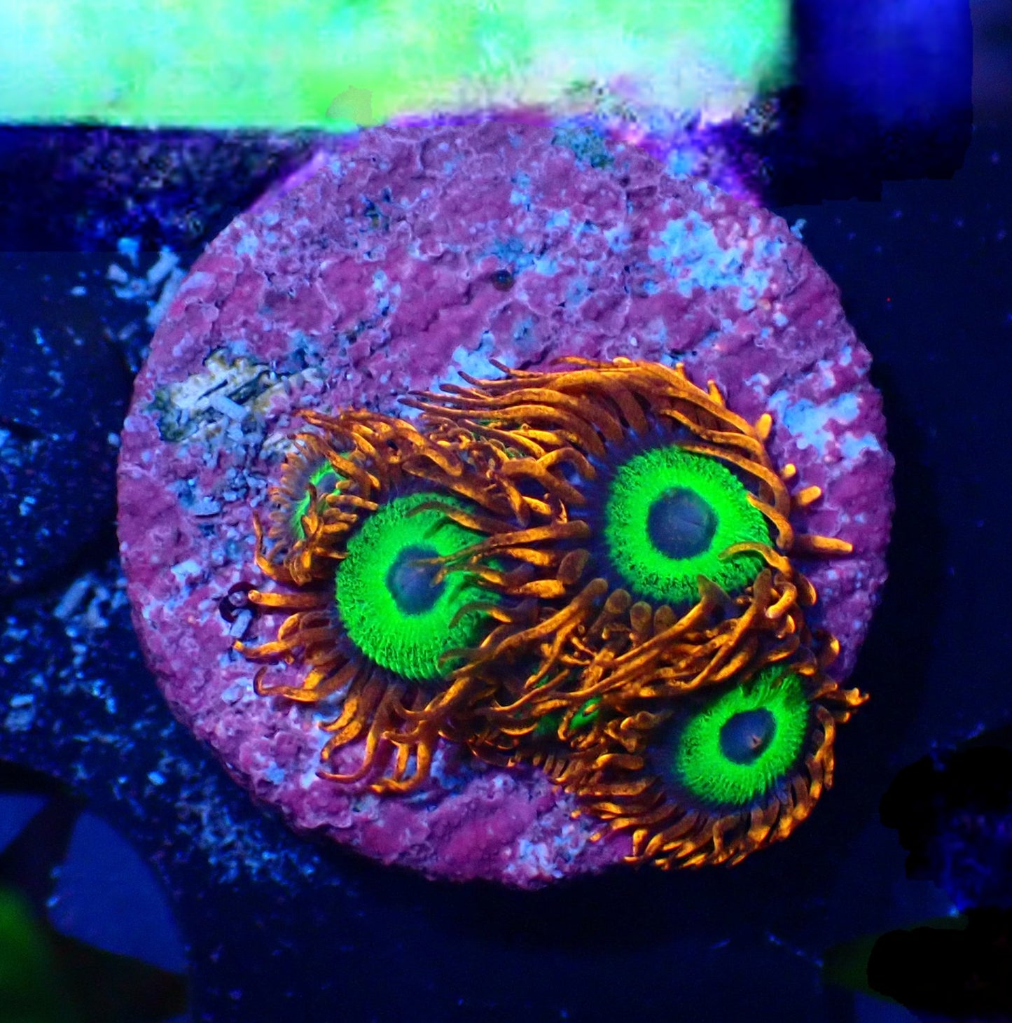Emerald on Fire Zoanthid WYSIWYG