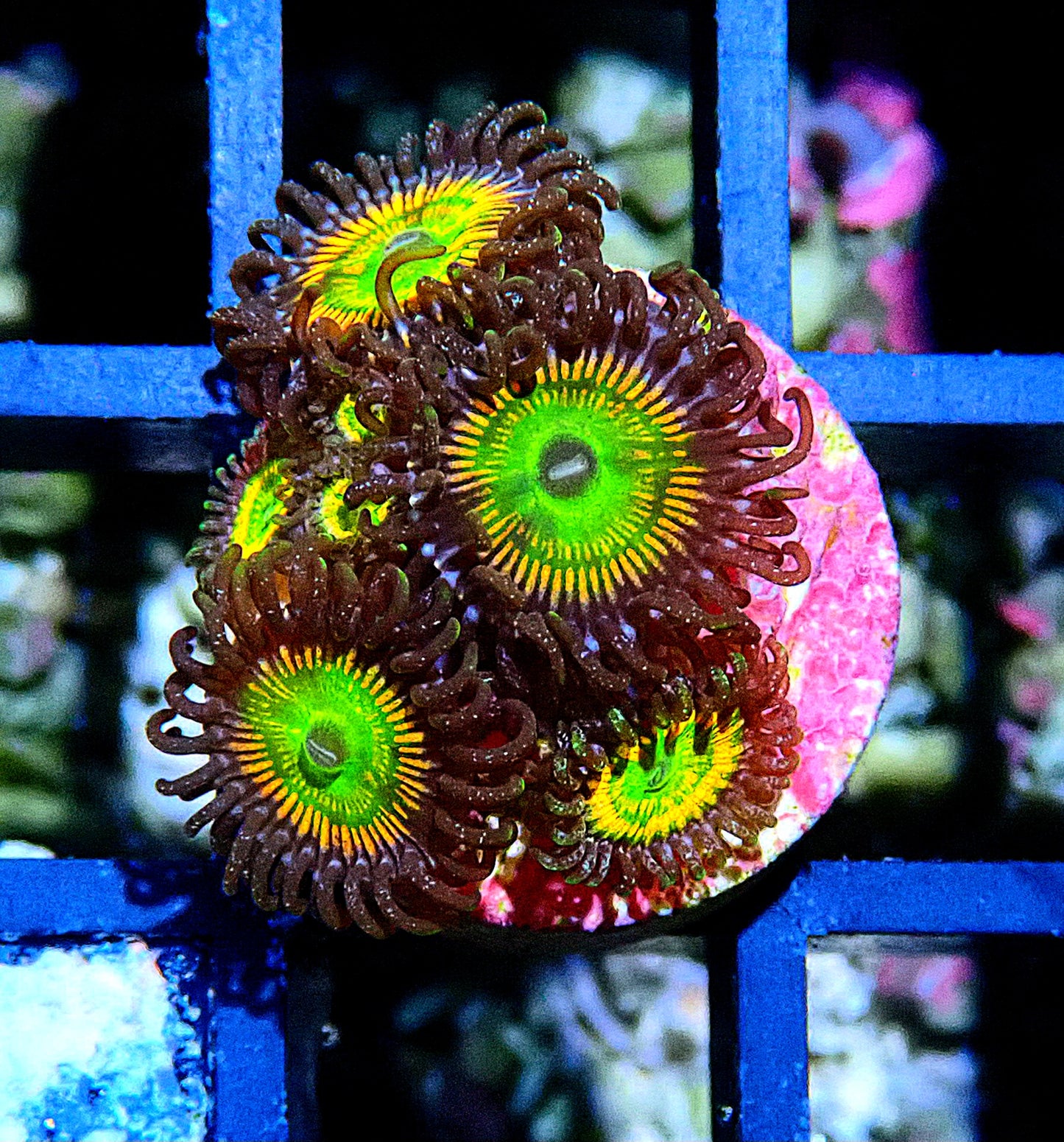 Rainbow Raptor Zoanthid WYSIWYG