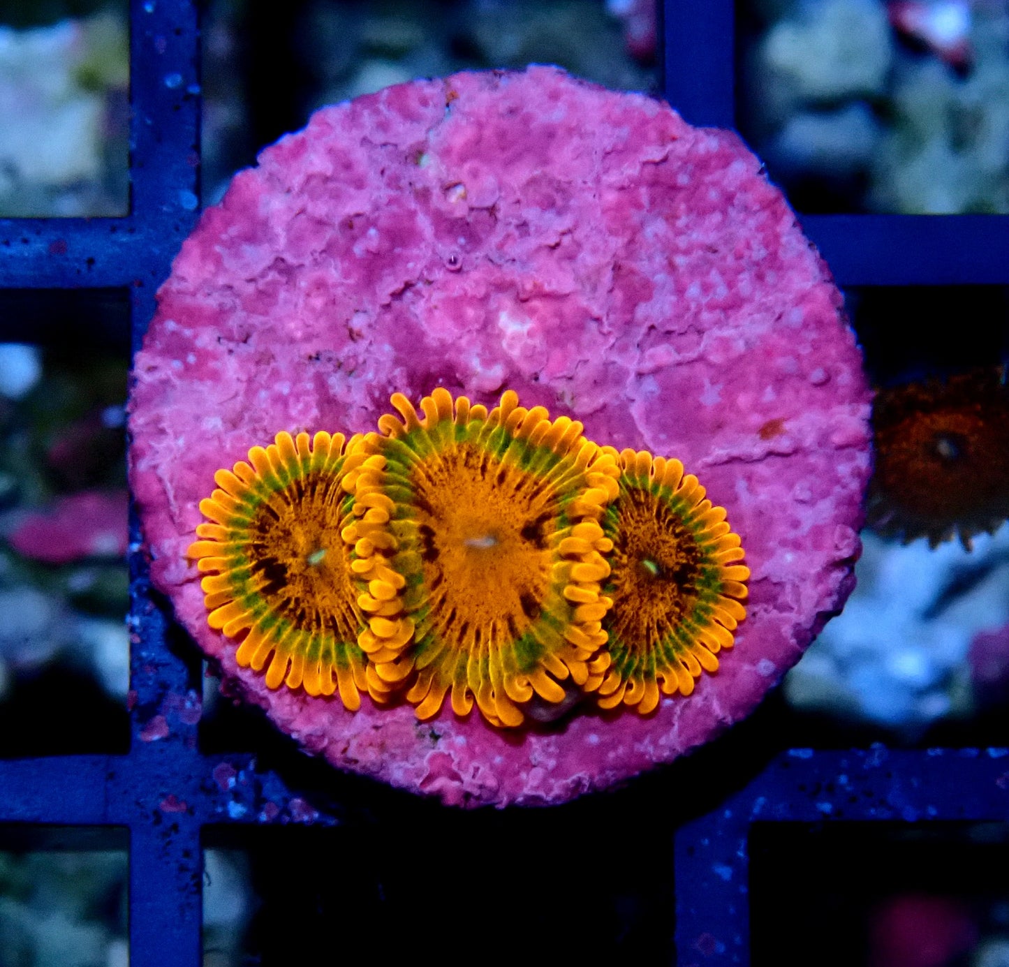 Speckled Krakatoa Zoanthid WYSIWYG
