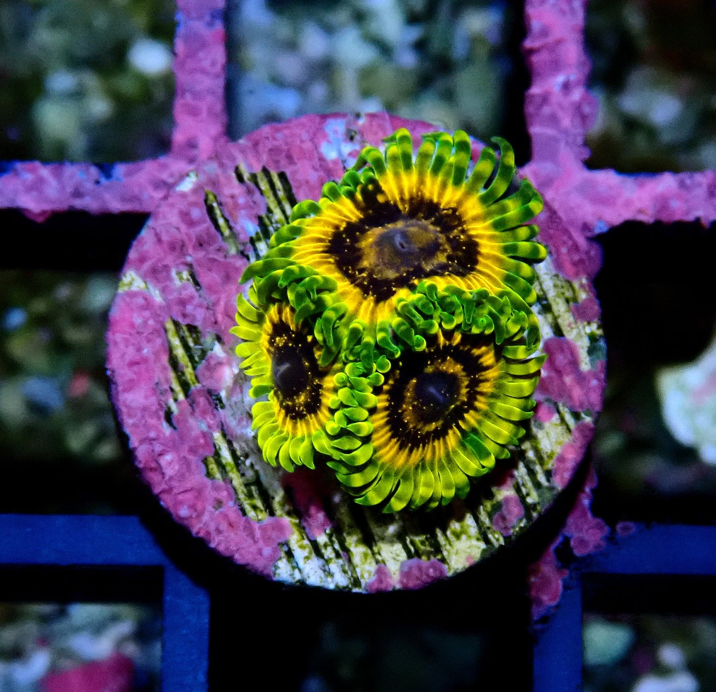 Adonis Zoanthid WYSIWYG