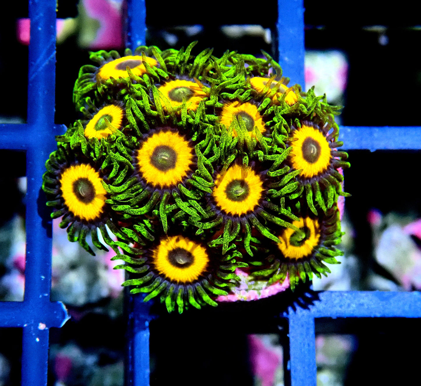 Eagle Eyes Zoanthid WYSIWYG
