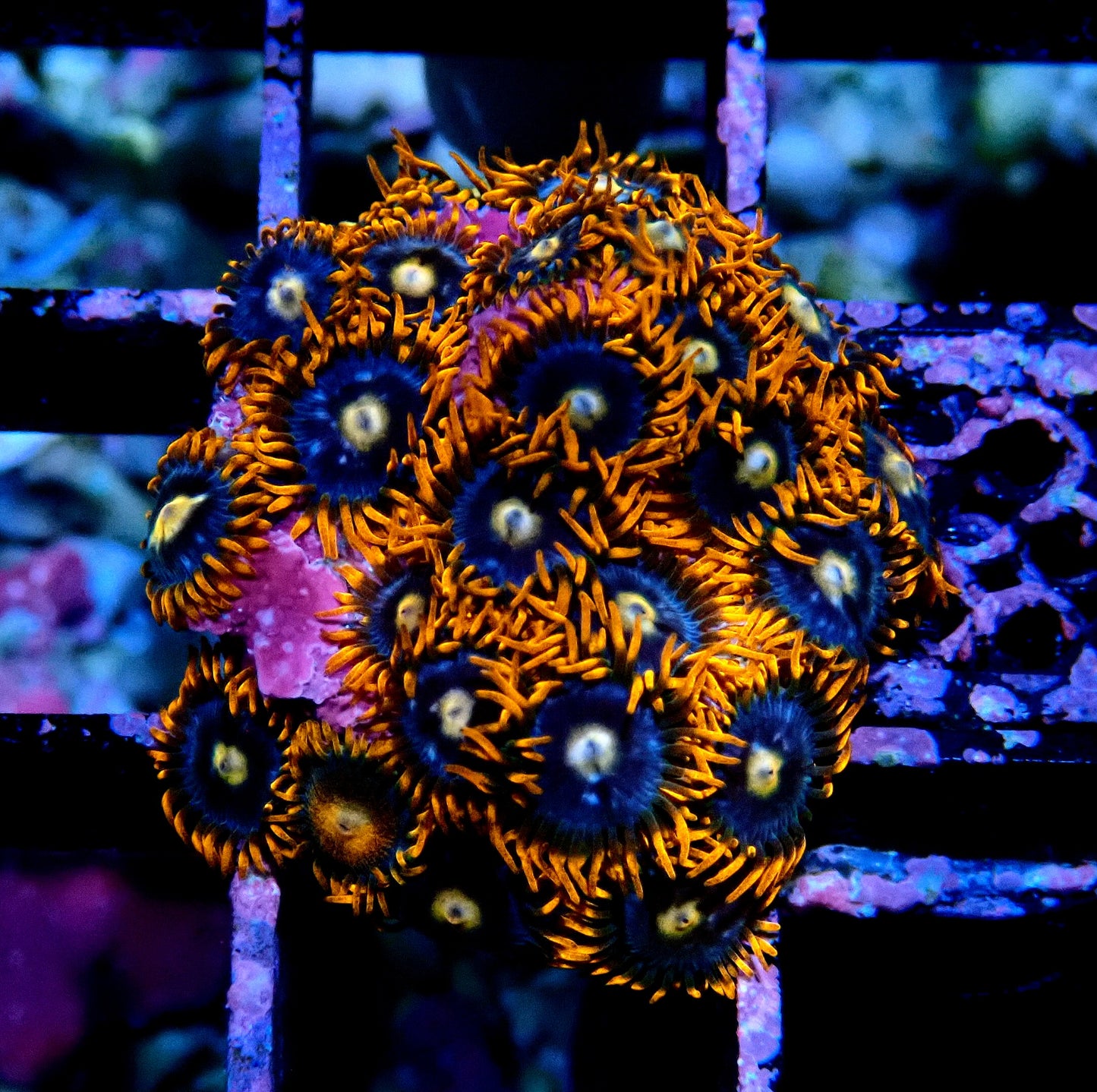 Fire and Ice Zoanthid WYSIWYG