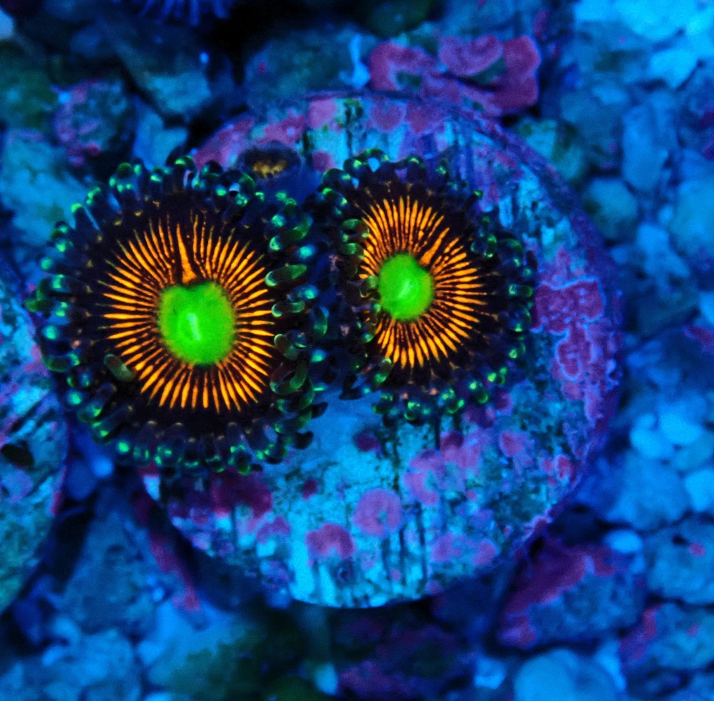 Gobstopper Zoanthid WYSIWYG