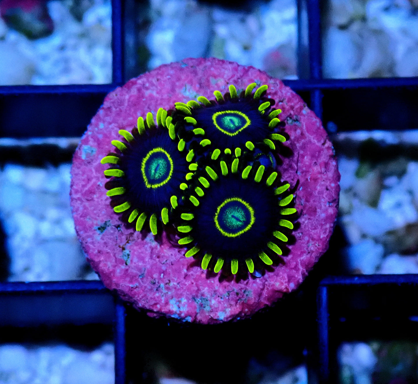 Blue Hornet Zoanthid WYSIWYG