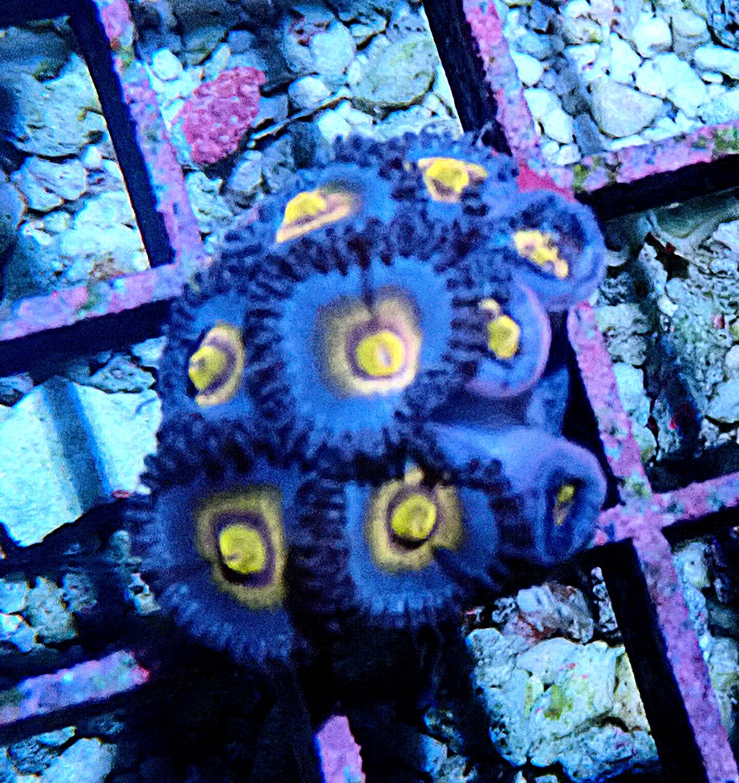 Miami Vice Zoanthid WYSIWYG