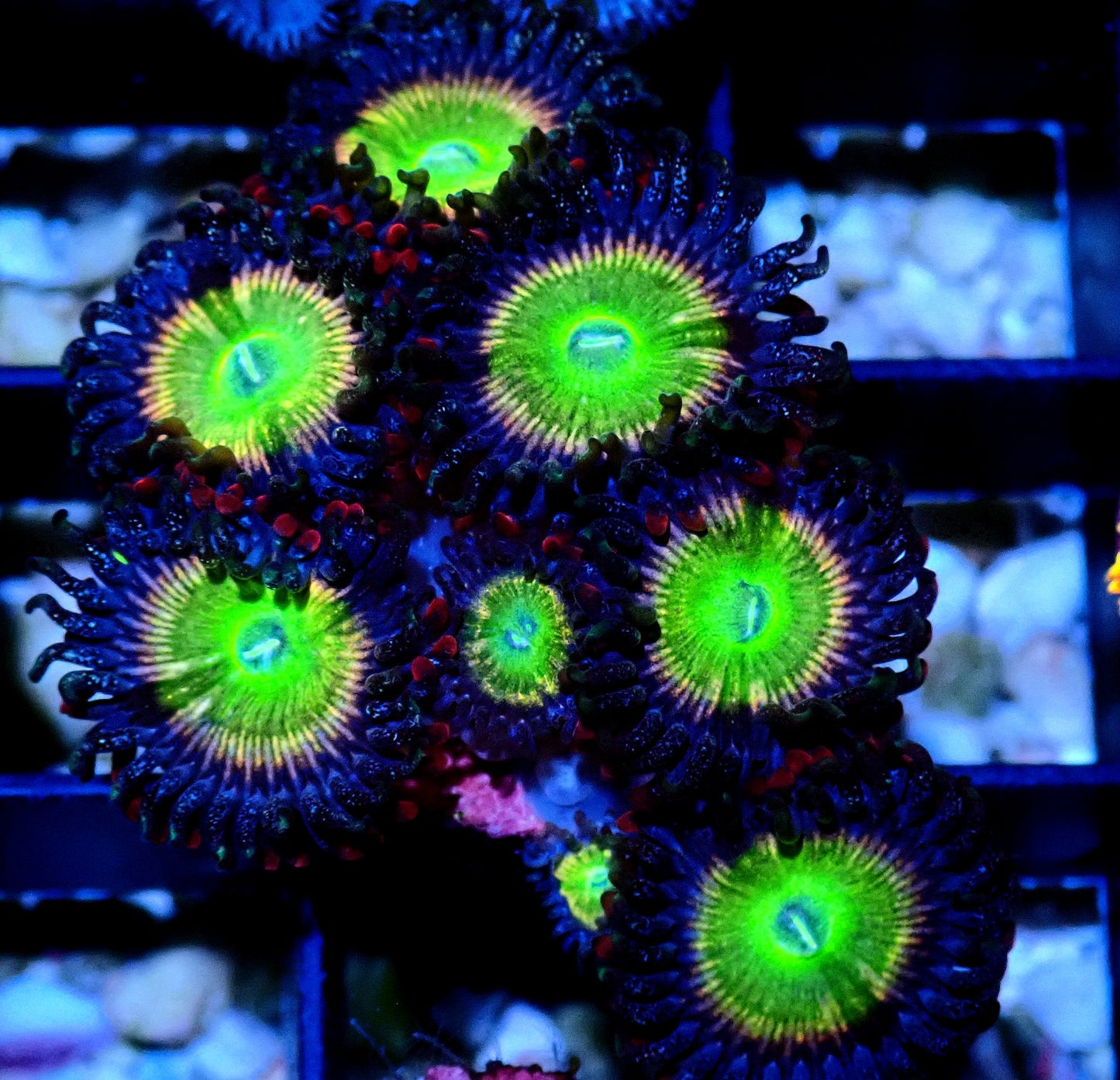 Rainbow Raptor Zoanthid WYSIWYG