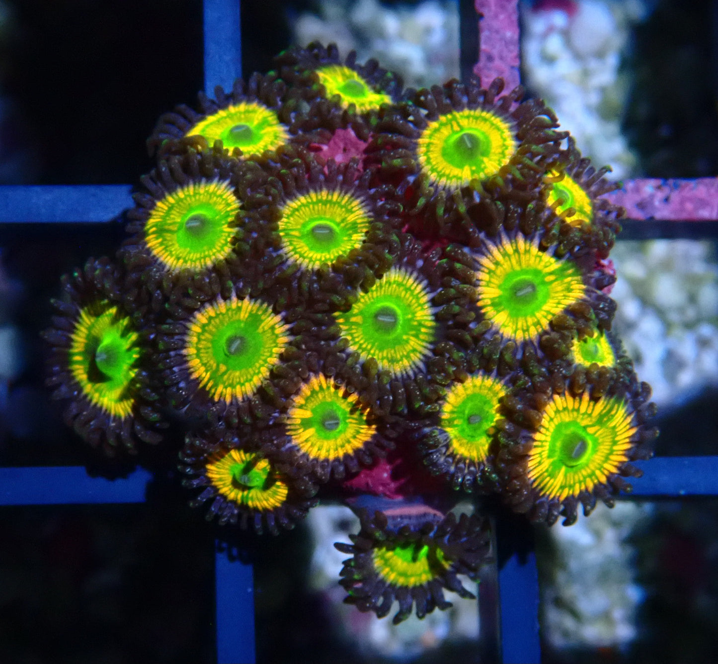 Sunny D Zoanthid WYSIWYG