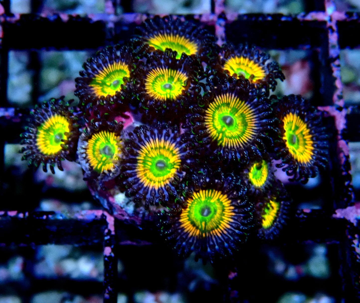 Sunny D Zoanthid WYSIWYG
