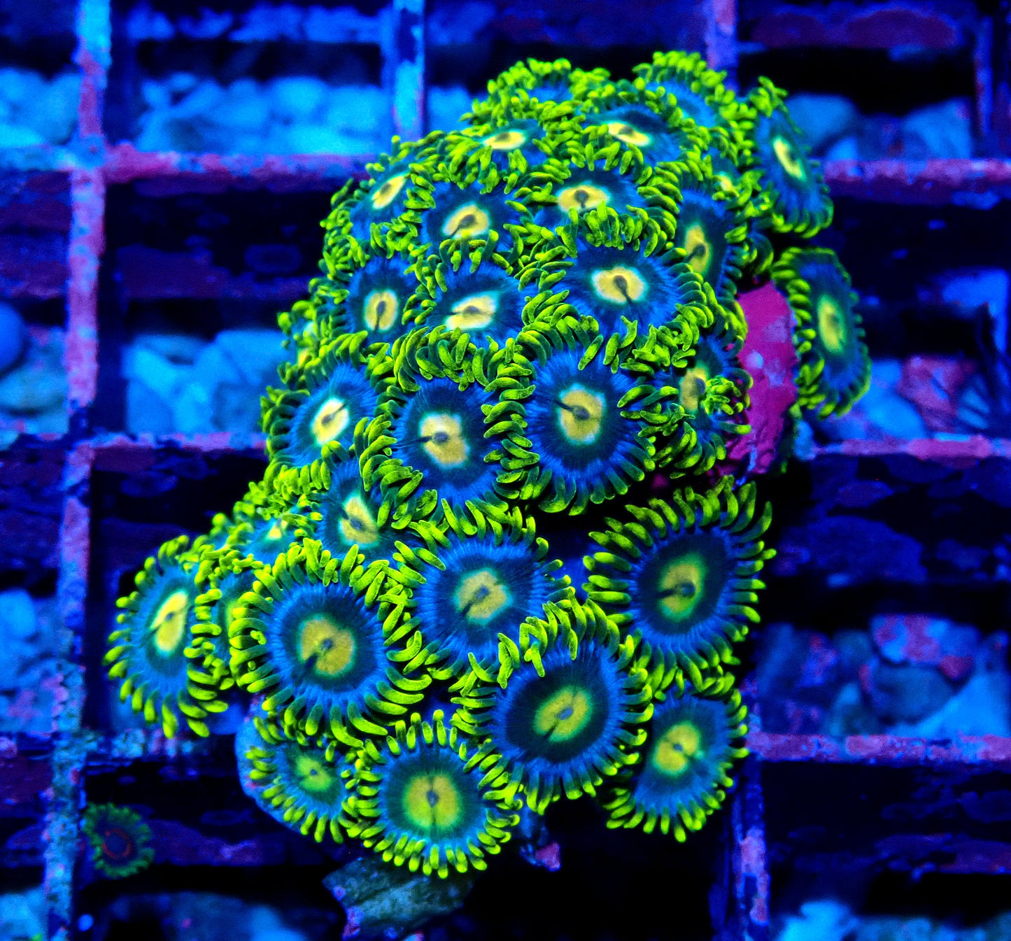 Aus Ice Blue Zoanthid WYSIWYG