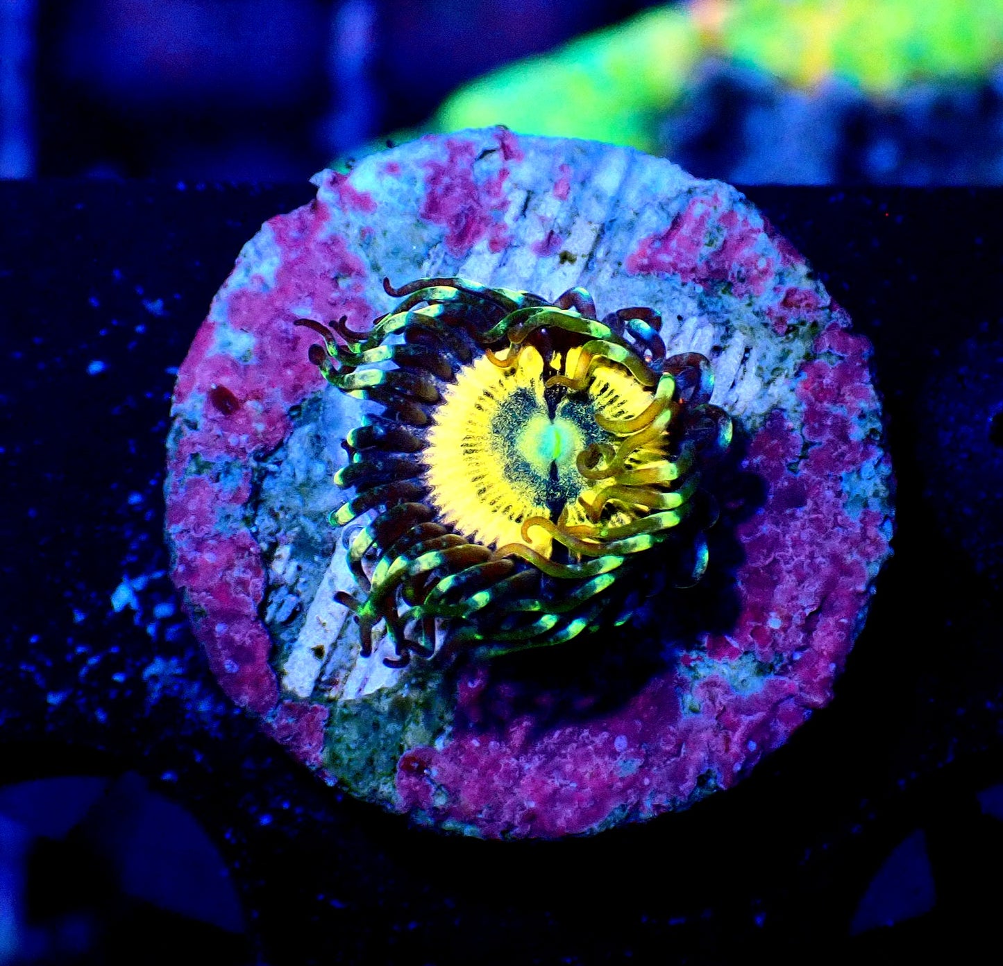 Petroglyph Zoanthid WYSIWYG