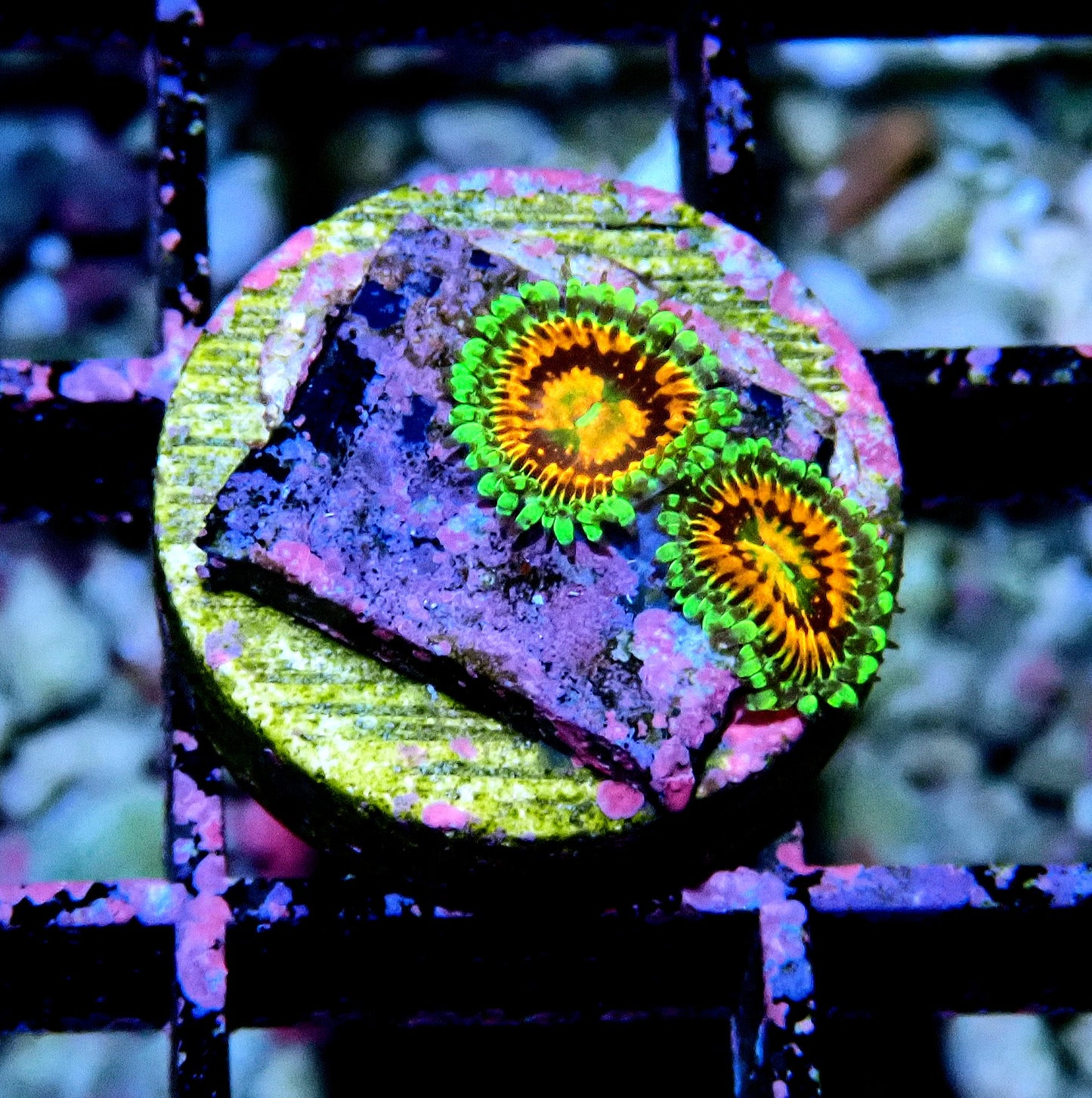 Rainbow Incinerator Zoanthid WYSIWYG