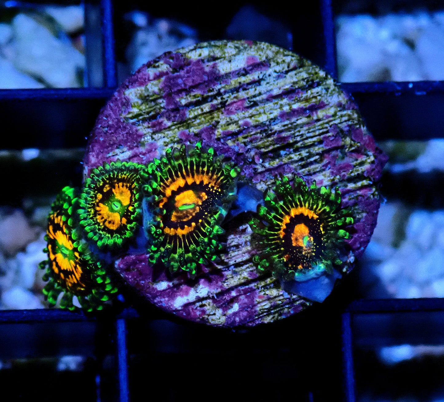 Rainbow Incinerator Zoanthid WYSIWYG