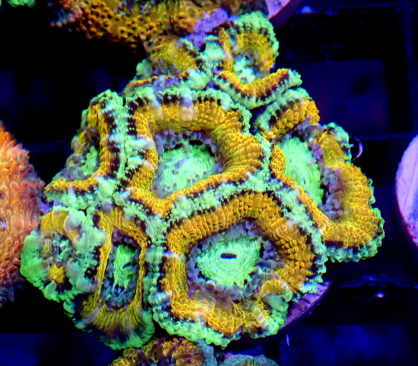 Acan (Micromussa) WYSIWYG