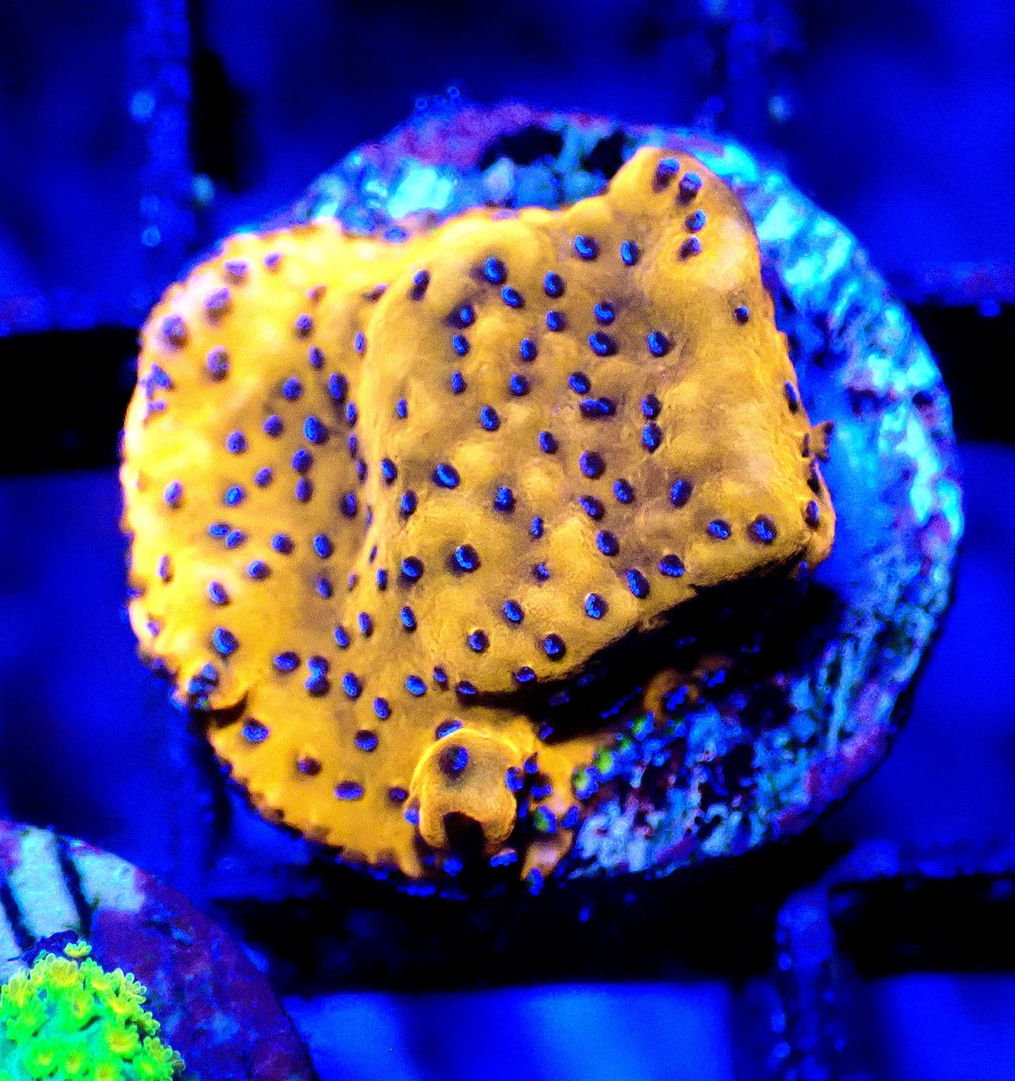 Superman Montipora 20mm