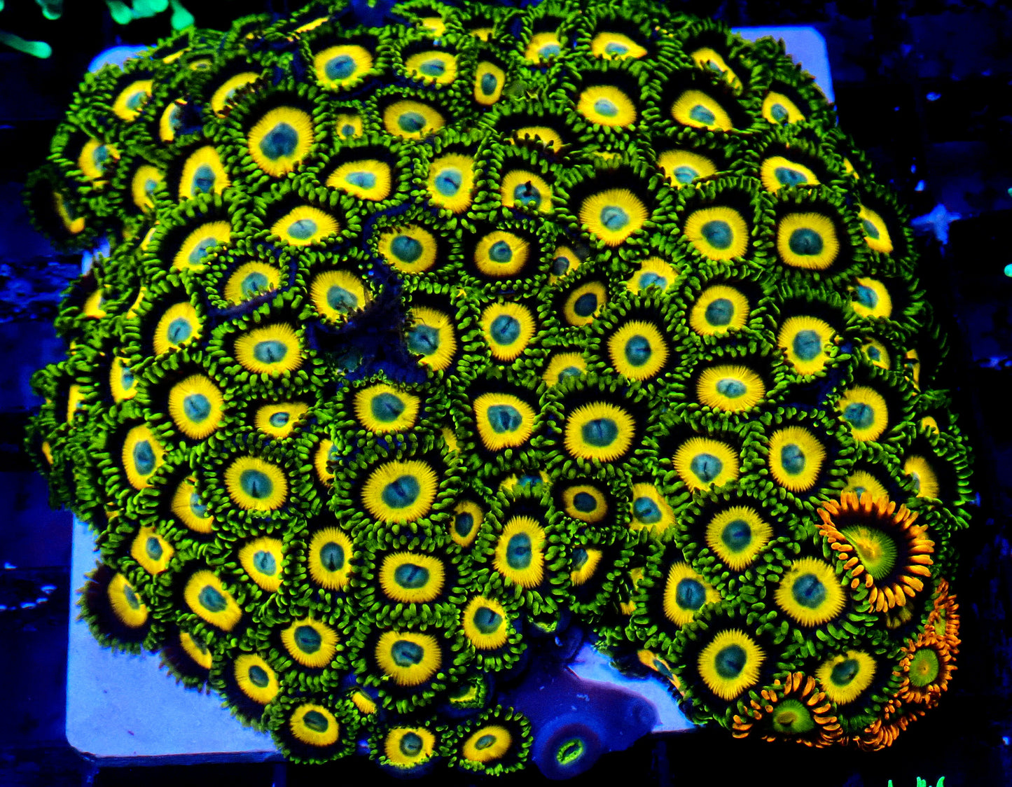 XL Scrambled Egg tile 75x75mm