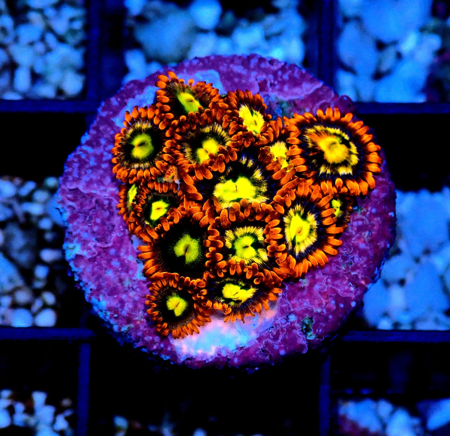 Flaming Sun Zoanthid WYSIWYG