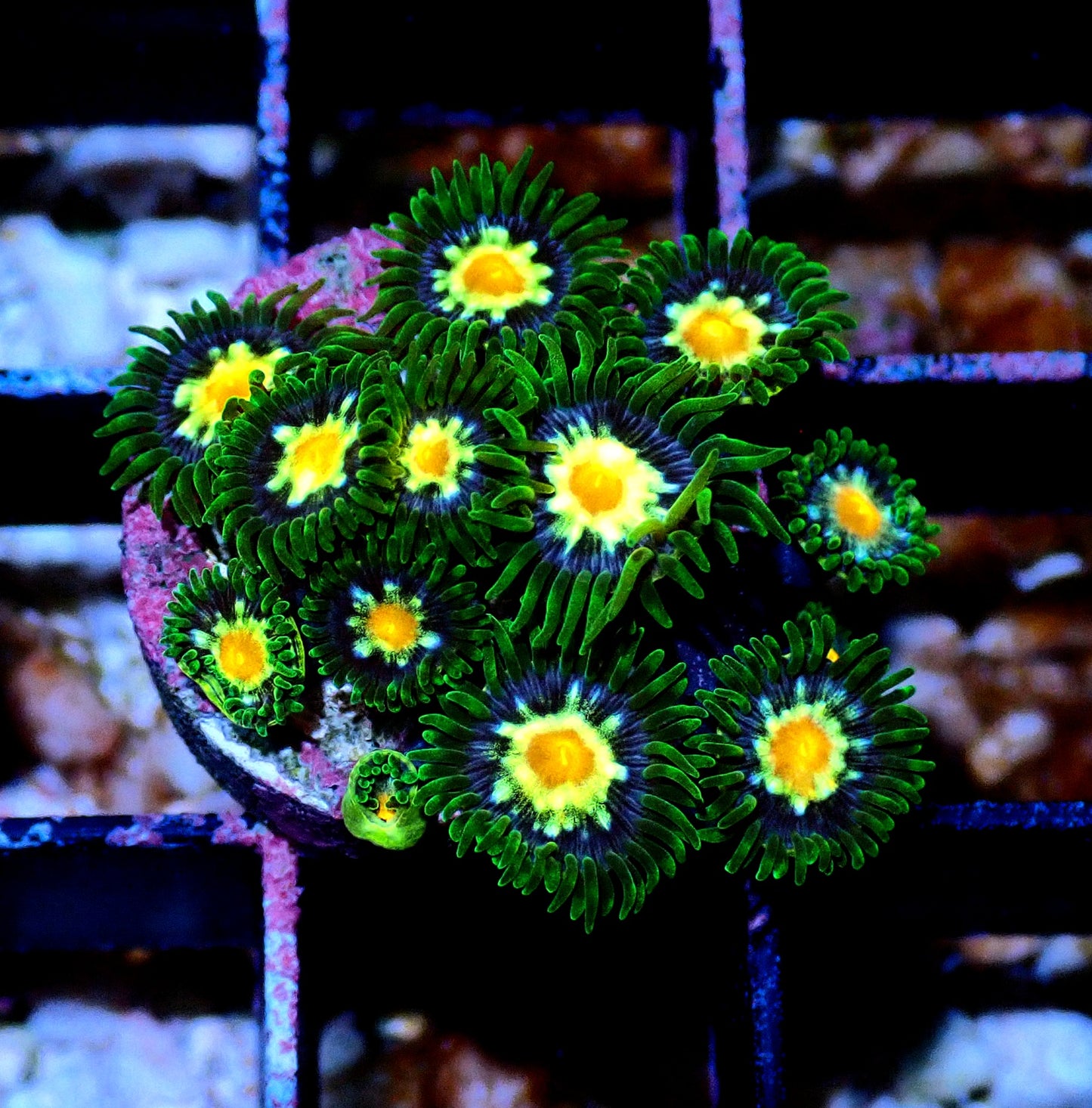 Pin wheel Zoanthid WYSIWYG
